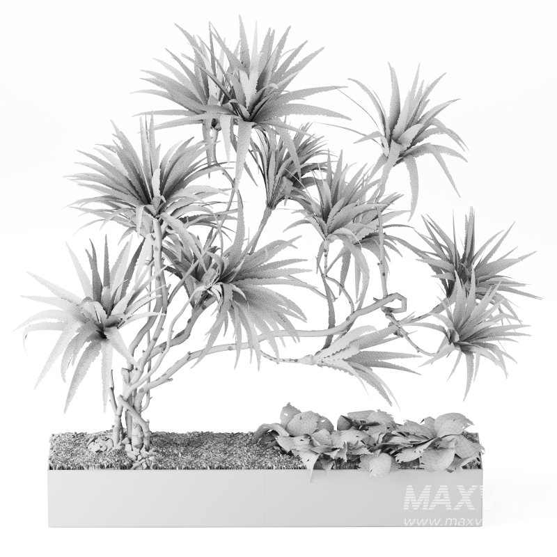 Indoor_Plant_Yucca_Set_12 - Image 3