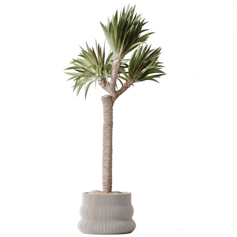 AV Indoor Plants Set 295 Mission Olive Tree Indoor and Yucca Elephantipes Gigantea - Image 7