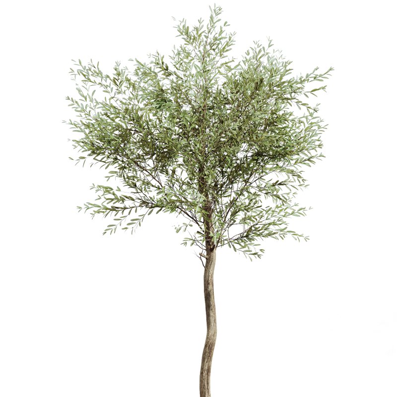 AV Indoor Plants Set 297 Fruit Orange and Banana Strelitzia Nicolai and Olive - Image 4