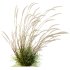 ntal grass hybrid that brings vertical elegance to any garden or architectural visualization. Originally cultivated in Germany and widely popularized across Europe and North America, this perennial grass features upright, feather-like plumes and narrow green blades that shift to golden hues in late summer. Its architectural form, graceful sway in the wind, and low-maintenance nature make it a favorite among designers looking to evoke movement, rhythm, and a naturalistic softness in modern landscapes. - Thumbnail 7