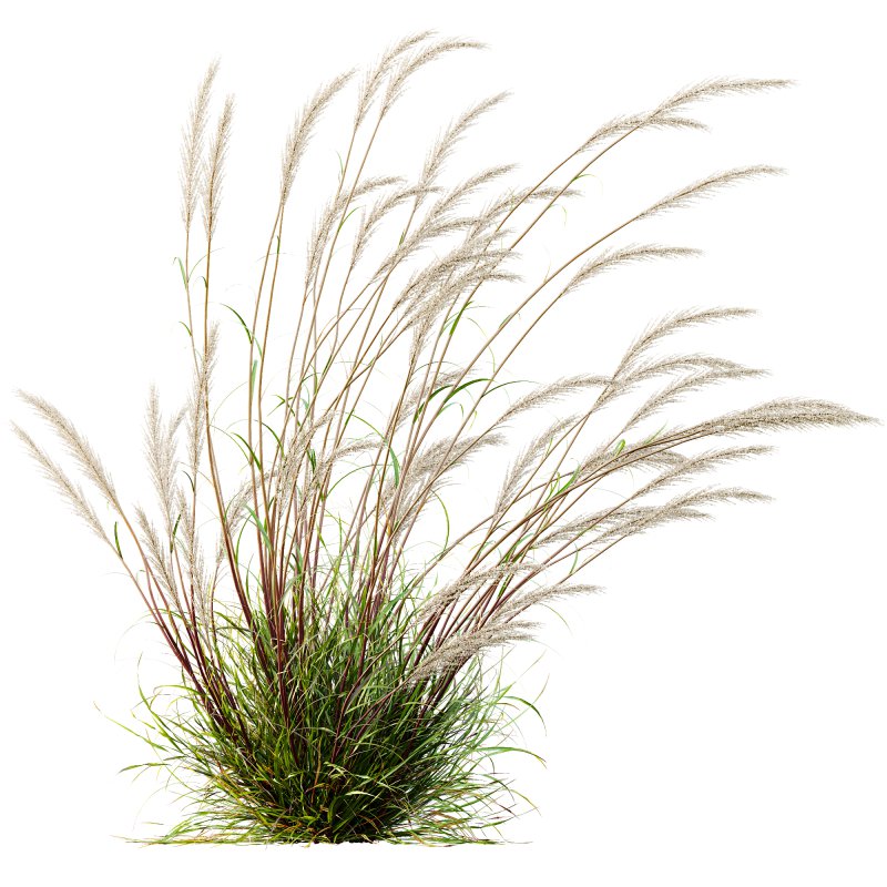 ntal grass hybrid that brings vertical elegance to any garden or architectural visualization. Originally cultivated in Germany and widely popularized across Europe and North America, this perennial grass features upright, feather-like plumes and narrow green blades that shift to golden hues in late summer. Its architectural form, graceful sway in the wind, and low-maintenance nature make it a favorite among designers looking to evoke movement, rhythm, and a naturalistic softness in modern landscapes. - Image 7