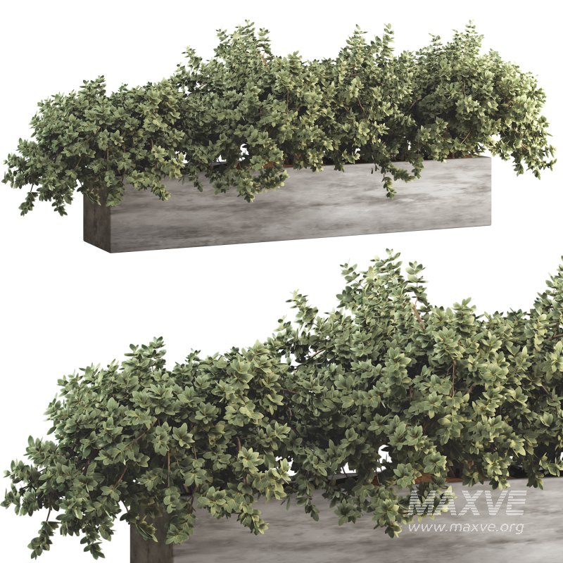 Outdoor Bush Collection in Pot 011 - Image 5