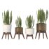Sansevieria Plant Set - Thumbnail 9