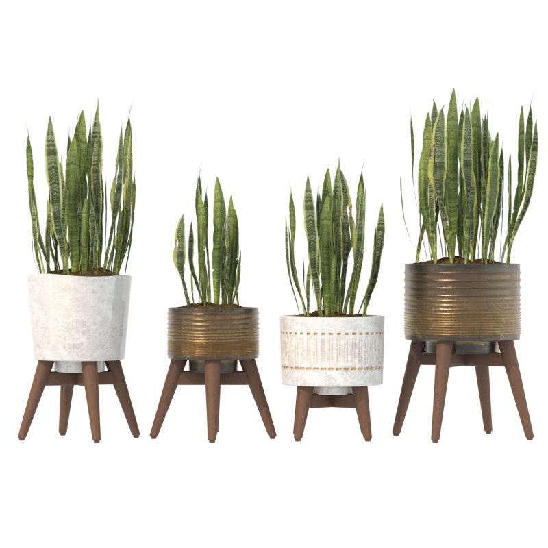 Sansevieria Plant Set - Image 9