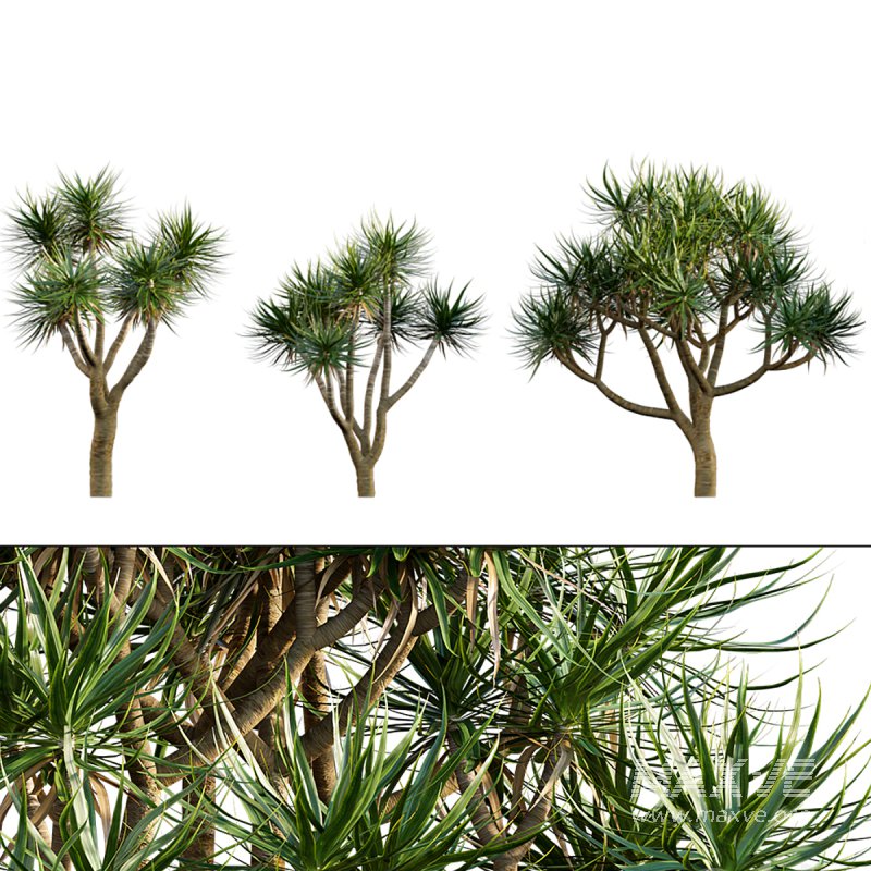 Dracaena draco | Dragon tree 04 - Image 1