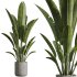AV Indoor Plants Set 290 Fruit Bonsai China Orange Tree and Banana Strelitzia Nicolai and Arbequina Olive - Thumbnail 5