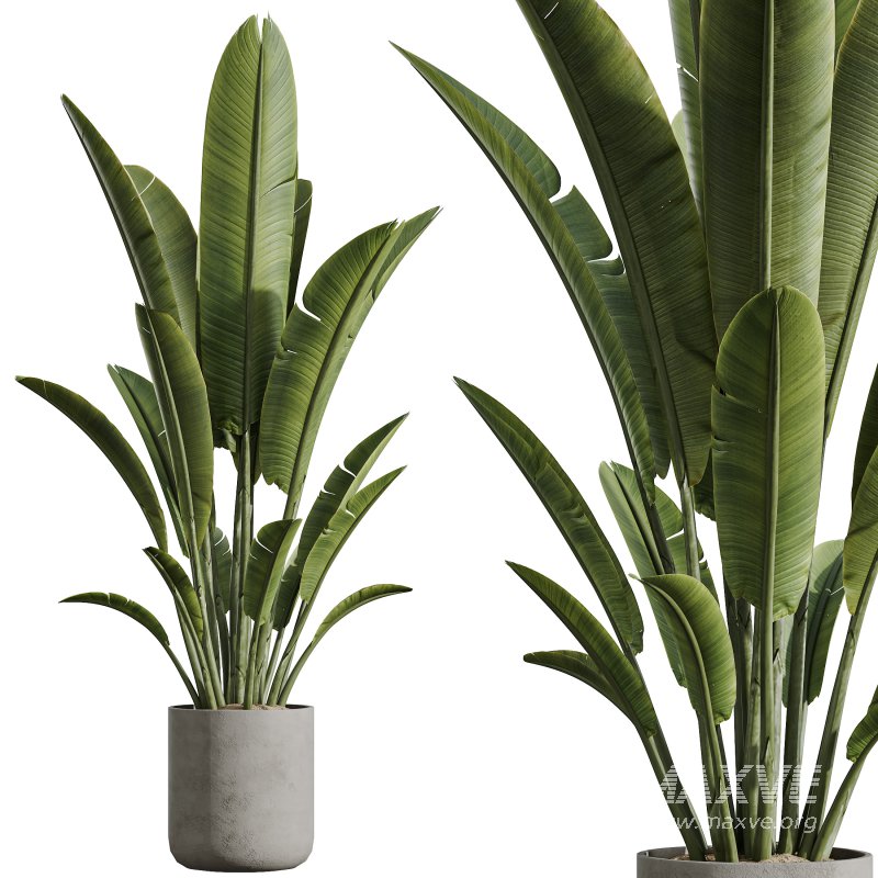 AV Indoor Plants Set 290 Fruit Bonsai China Orange Tree and Banana Strelitzia Nicolai and Arbequina Olive - Image 5