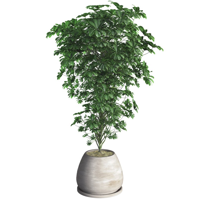 Indoor Plant 09 - Image 2