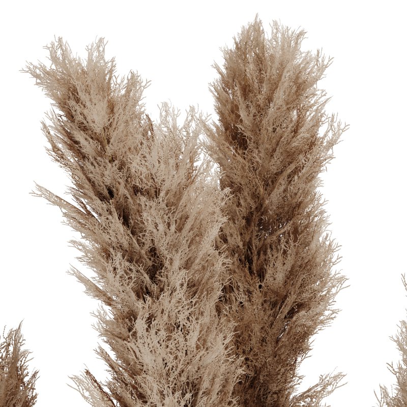 Pampas Plants in White Vase - Image 2