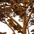fagus sylvatica tree 06 - Thumbnail 4