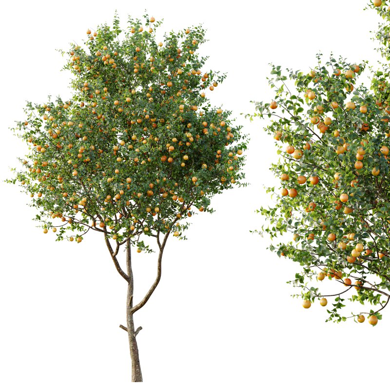 ntal and culinary value. On the left stands the Citrus × meyeri, or Meyer Lemon—a hybrid between citron and mandarin/pomelo, originally from China and introduced to the West in the early 20th century. Known for its smooth, deep yellow skin and slightly sweet, fragrant lemons, it’s a favorite in Mediterranean-style courtyards and edible gardens. - Image 6