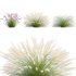 Pennisetum setaceum_02 - Thumbnail 2