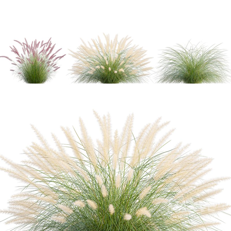 Pennisetum setaceum_02 - Image 2