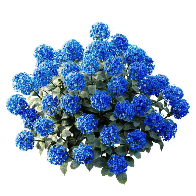 ntal appeal. Known as the “Garden Gate” hydrangea, this species is celebrated for its large spherical flower heads that bloom in a range of colors—white, blue, pink, purple, and yellow—making it one of the most versatile flowering shrubs for landscaping and decorative design. Its broad, glossy green leaves and abundant floral clusters bring a sense of freshness, romance, and elegance to both exterior gardens and indoor visualizations. Meticulously modeled with 4K textures, the asset ensures botanical accuracy, realistic shading, and excellent performance for high-quality renders. - Image 4
