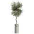 AV Indoor Plants Set 288 Fruit Lemon Tree and Banana Nicolai and Ficus Dracaena Marginata and Olive - Thumbnail 2