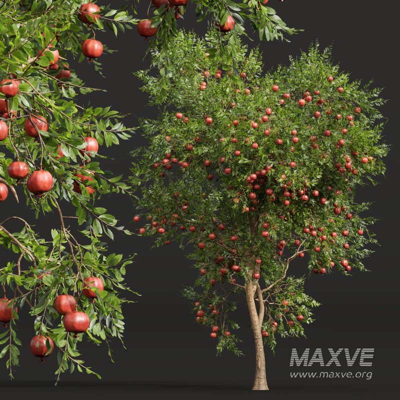 AV Fruit trees Punica Granatum Pomegranate and Citrus Sinensis Orange Arancio - Image 6