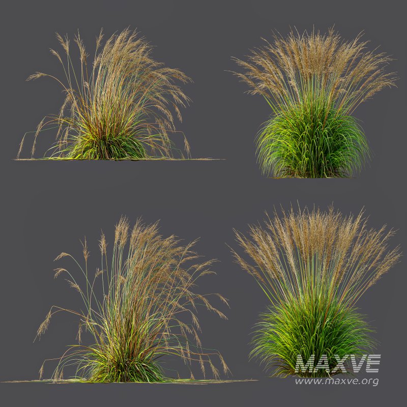 ntal species native to the moorlands and meadows of Europe. - Image 9