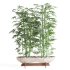 Indoor Plant Bamboo - Thumbnail 3