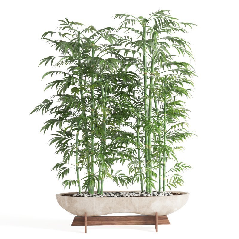 Indoor Plant Bamboo - Image 3