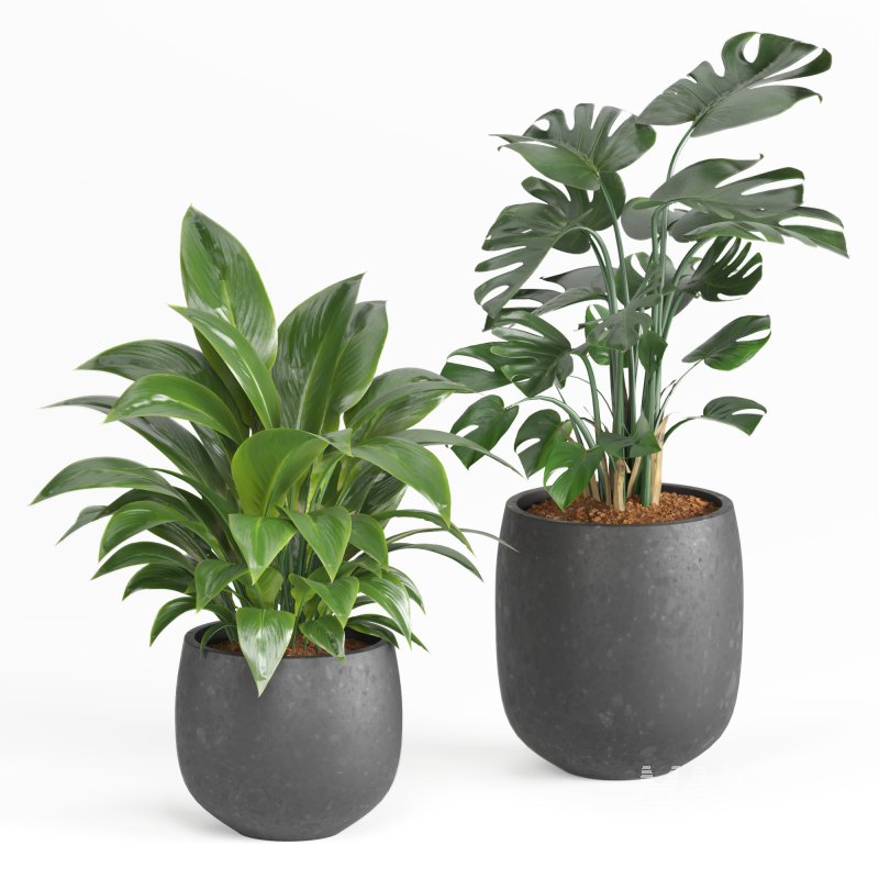 Indoor Plant and Fountains - Image 4