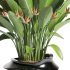 Indoor Plant Bird of Paradise - Thumbnail 1