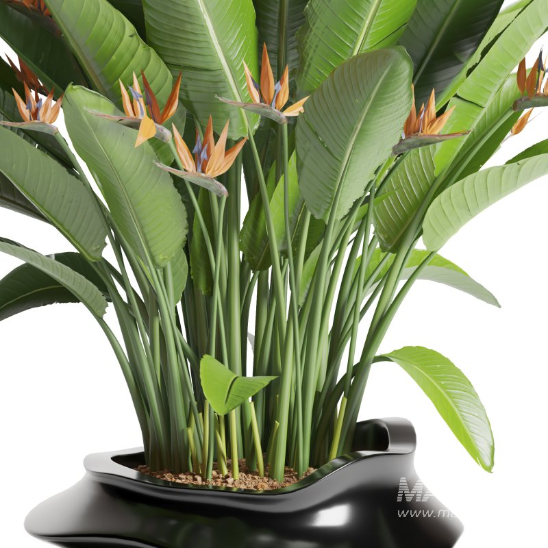 Indoor Plant Bird of Paradise - Image 1