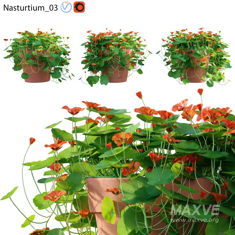 Nasturtium 03 - Image 1