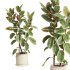 Indoor Plant Ficus Elastica Ruby - Thumbnail 4