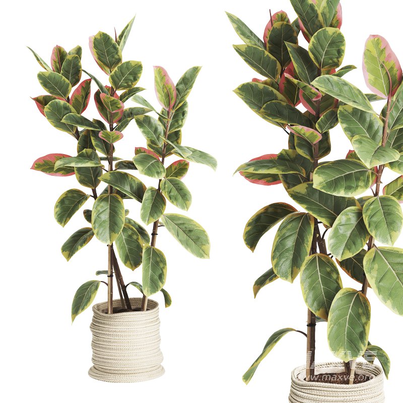 Indoor Plant Ficus Elastica Ruby - Image 4