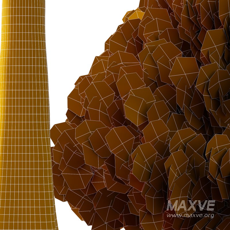 Juniperus scopulorum Tree 02 - Image 4