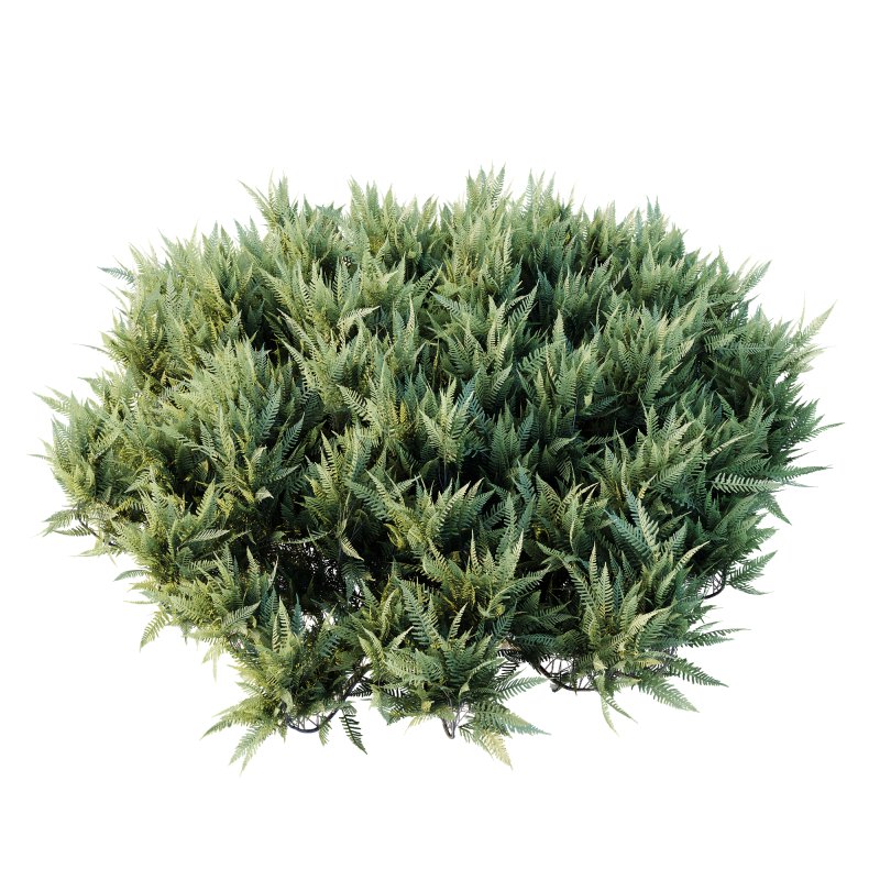 AV Plant Blue Sargent Juniper Parsoni Gallon Juniperus Sabina Chinensis - Image 1