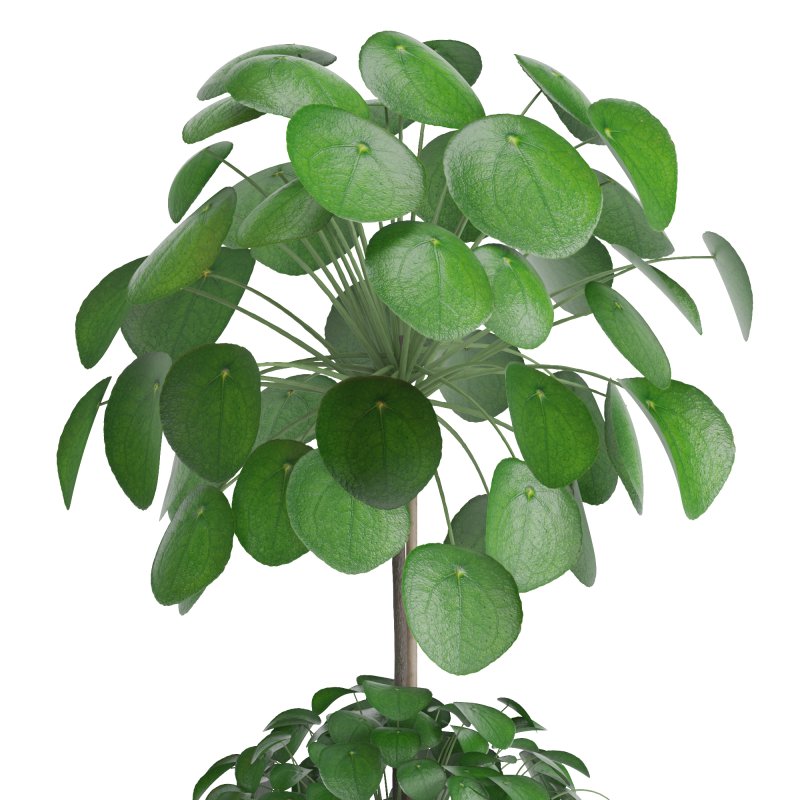 Indoor Plant Pilea in basket pot - Image 4