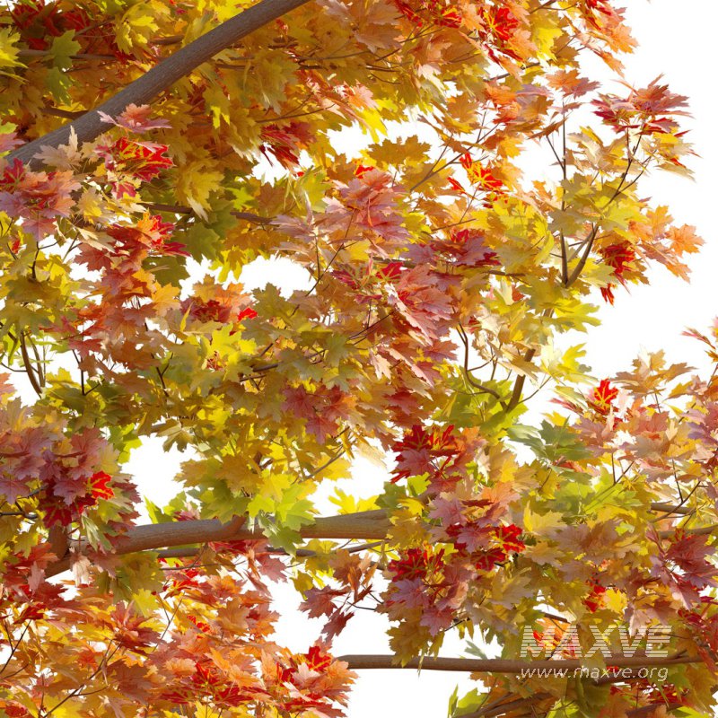 Acer platanoides – Norway Maple 01 - Image 3