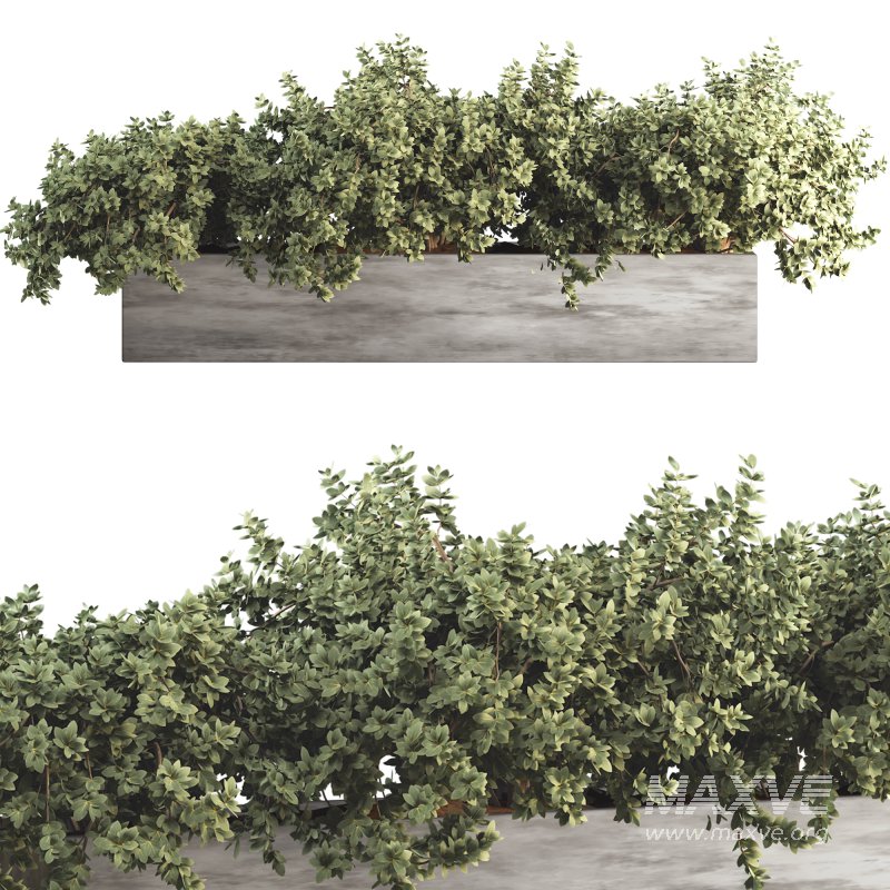 Outdoor Bush Collection in Pot 011 - Image 3