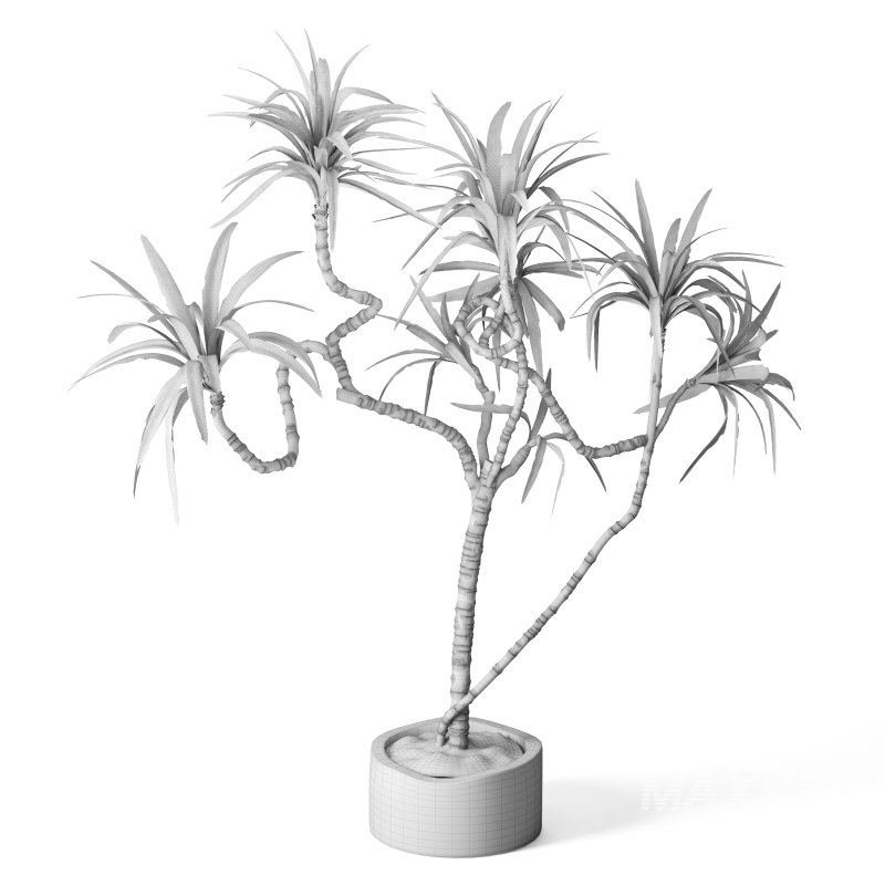 Indoor Plant Yucca in stone planter - Image 2