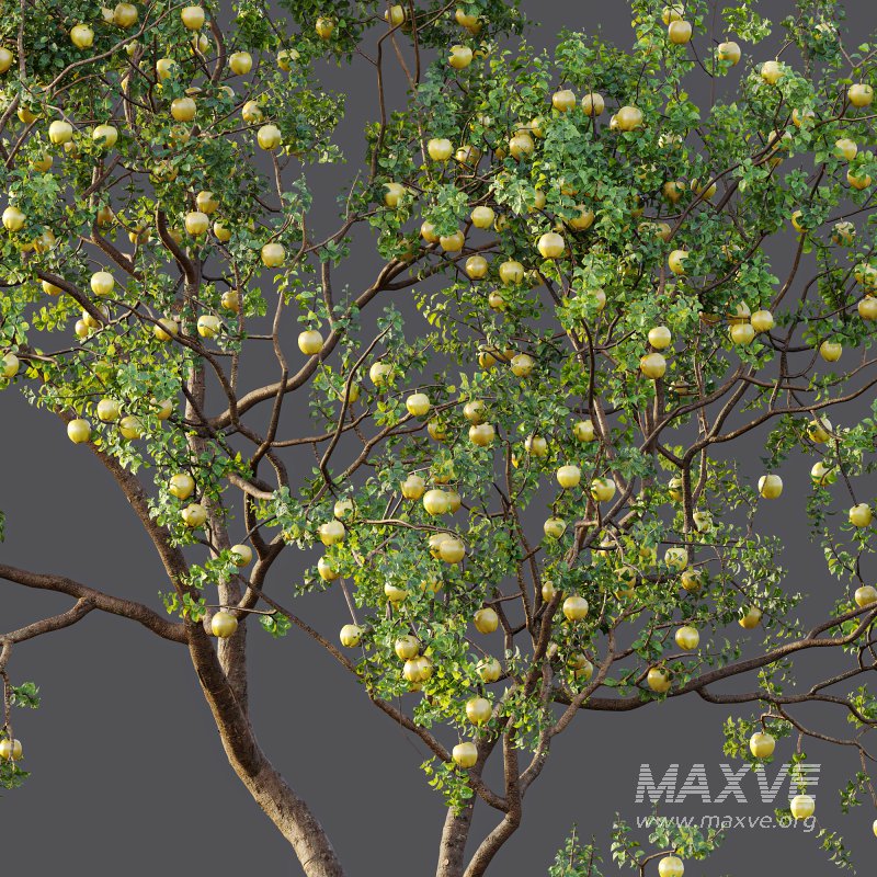 AV Fruit Trees Malus Pumila Apple Yellow and Citrus Sinensis Orange Arancio - Image 9