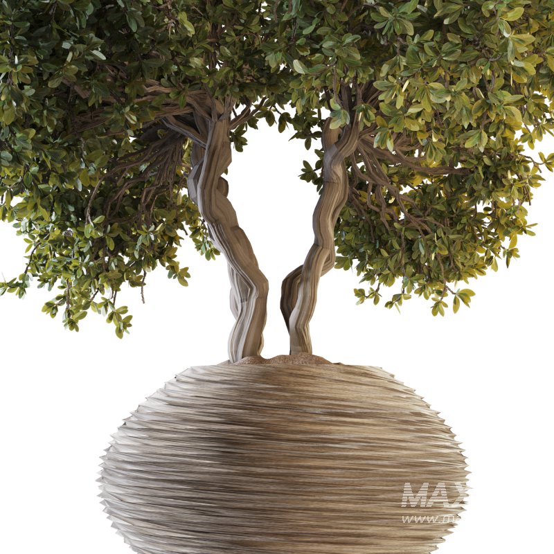 Indoor Plant Set 03 - Image 6