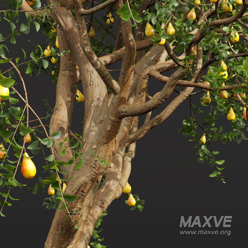 AV Fruit Trees Prunus Salicina Plum Pflaume and Pear Pyrus Communis - Image 8