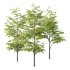 fagus sylvatica tree 13 - Thumbnail 3