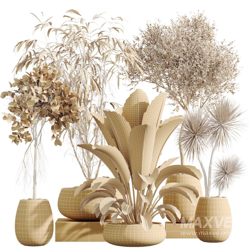 AV Indoor Plants Set 294 Ficus Marginata Olive Banana Nicolai Yucca Palm Ficus Benjamina - Image 6