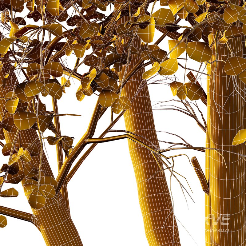 fagus sylvatica tree 03 - Image 2