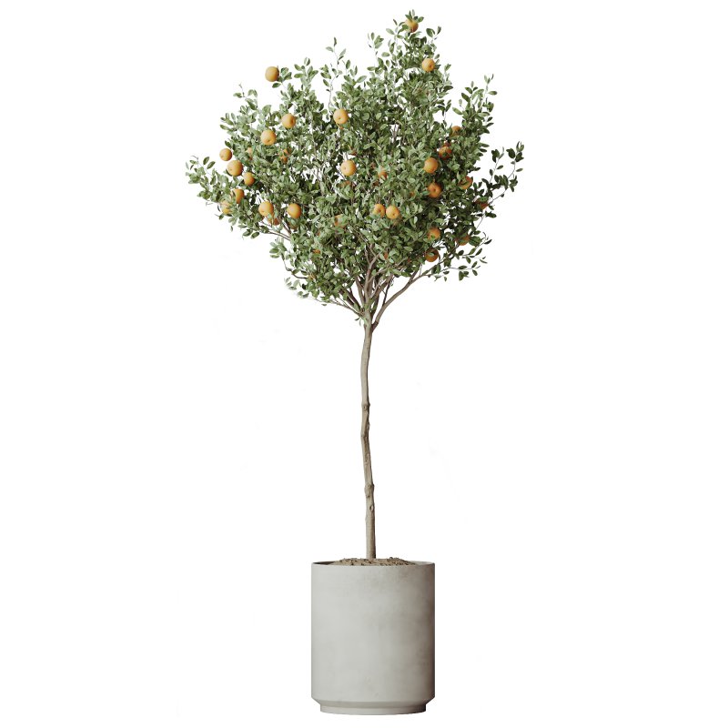 AV Indoor Plants Set 297 Fruit Orange and Banana Strelitzia Nicolai and Olive - Image 1