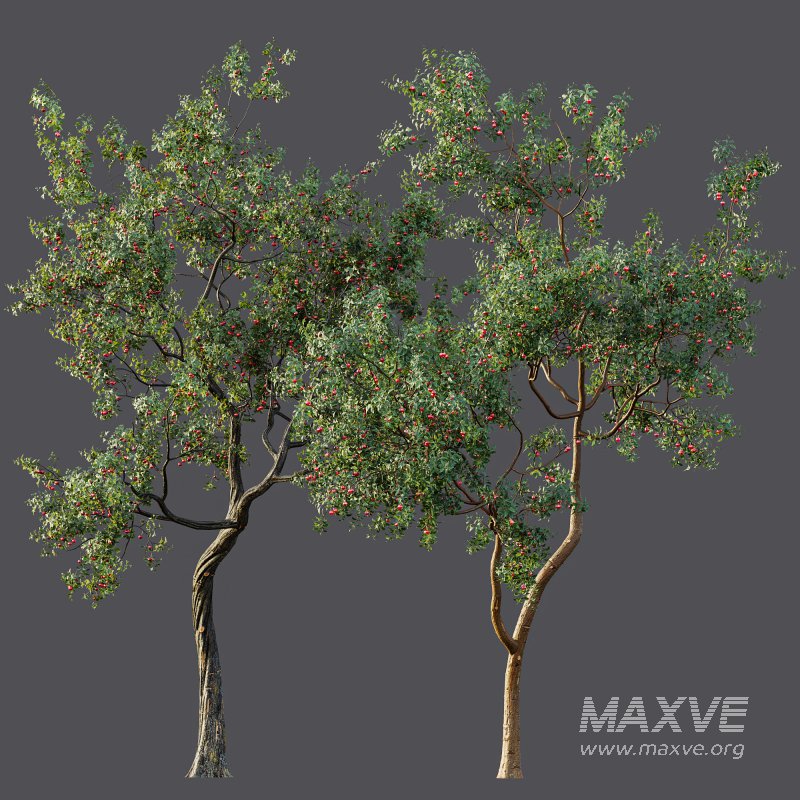 ntal and culinary value. - Image 11