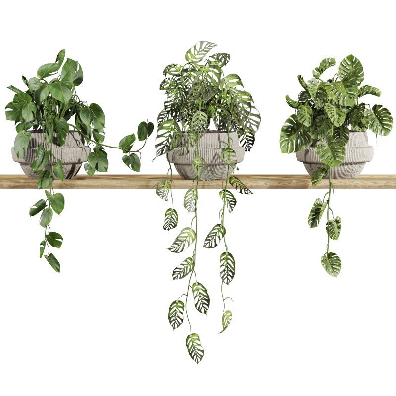 plants on shelf - Image 1
