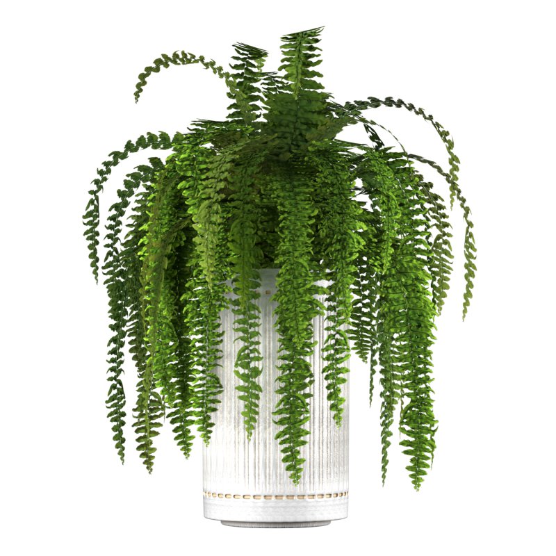 Fern Plant Set - Image 7