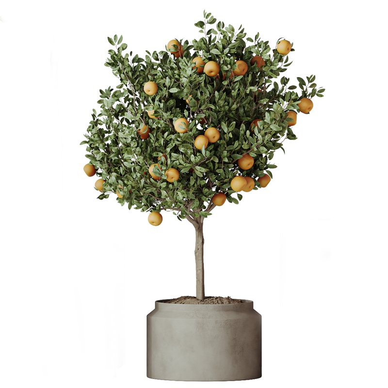 AV Indoor Plants Set 297 Fruit Orange and Banana Strelitzia Nicolai and Olive - Image 3