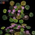 Nymphaea rubra – Water lily -Velutha ambal 02 - Thumbnail 1