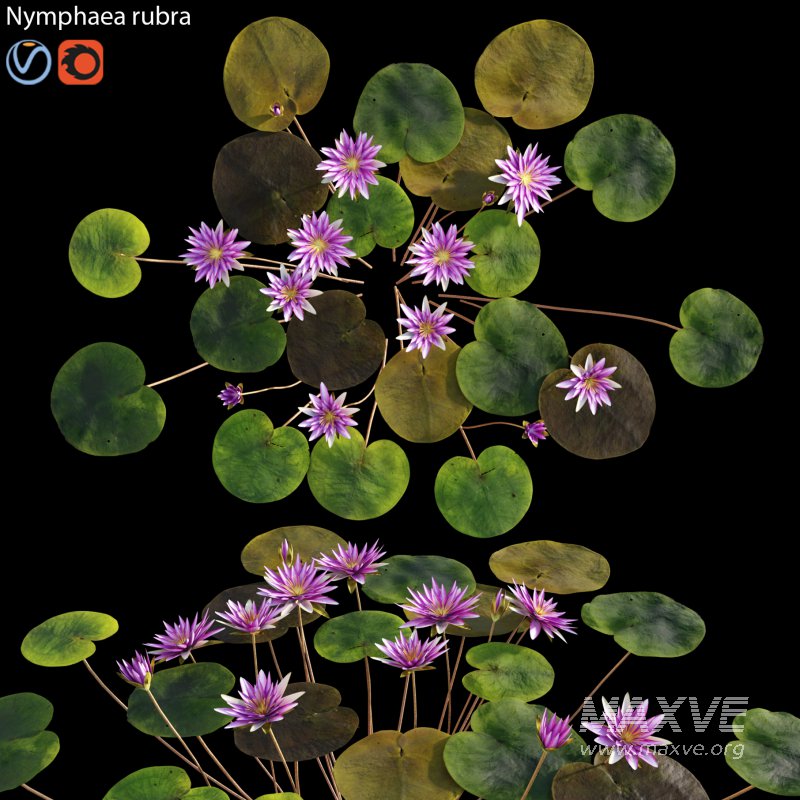 Nymphaea rubra – Water lily -Velutha ambal 02 - Image 1