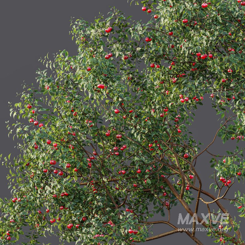 ntal and culinary value. - Image 9