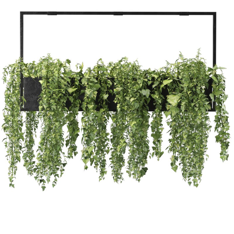 English ivy hanging pot - Image 4